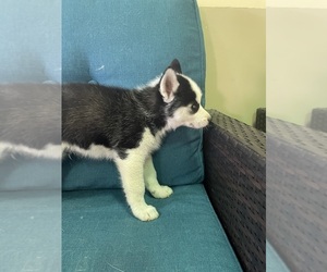 Siberian Husky Puppy for sale in LIBERTY, MO, USA