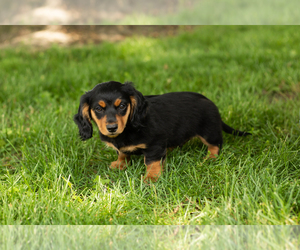 Dachshund Puppy for sale in BREMEN, IN, USA
