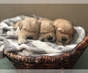 Golden Retriever Puppy for sale in CERES, CA, USA