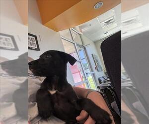 Labrador Retriever-Unknown Mix Dogs for adoption in Plano, TX, USA