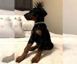 Small Photo #6 Doberman Pinscher Puppy For Sale in EDGEWOOD, NM, USA