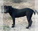 Small #1 Labrador Retriever Mix
