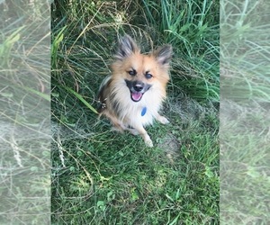 Pomeranian Puppy for sale in FAIRVIEW HTS, IL, USA