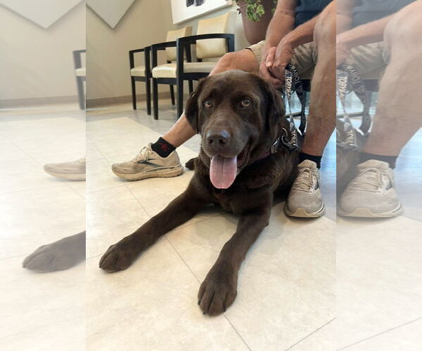 Medium Photo #5 Labrador Retriever Puppy For Sale in Arlington, VA, USA