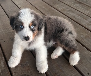 Australian Shepherd Puppy for sale in ROCK, WV, USA