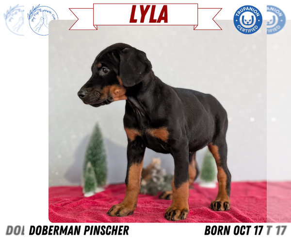 Medium Photo #46 Doberman Pinscher Puppy For Sale in GOSHEN, IN, USA