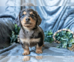 Small #1 Dachshund-Siberian Husky Mix
