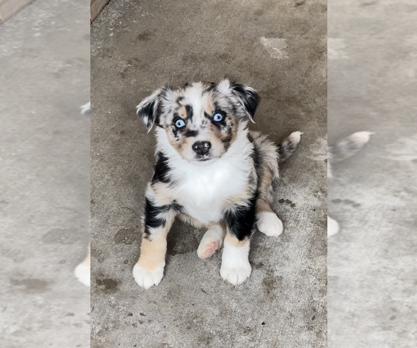 Medium Photo #2 Miniature Australian Shepherd Puppy For Sale in SANDY VALLEY, NV, USA