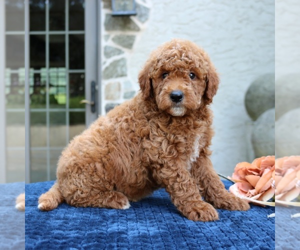 Medium Photo #1 Goldendoodle Puppy For Sale in NARVON, PA, USA