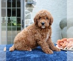 Small Goldendoodle