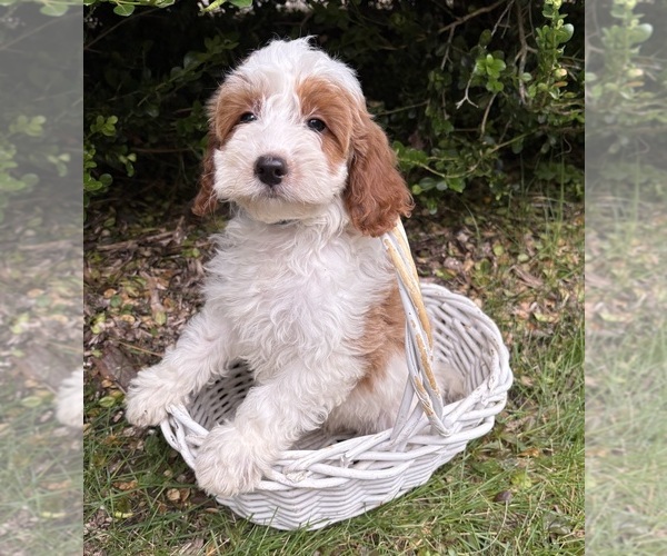 Medium Photo #2 Goldendoodle (Miniature) Puppy For Sale in MIDDLEBURY, IN, USA
