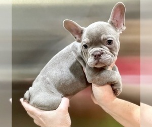 French Bulldog Puppy for sale in SEATTLE, WA, USA