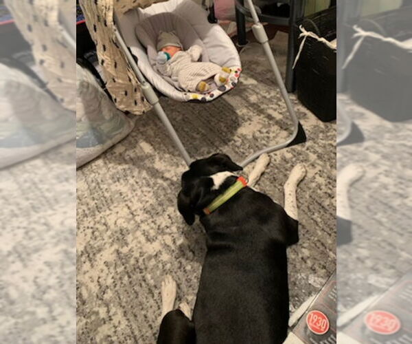 Medium Photo #19 Australian Shepherd-Maremma Sheepdog Mix Puppy For Sale in Dana Point, CA, USA