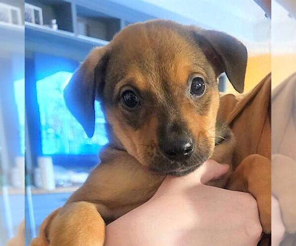 Medium Photo #1 Labrador Retriever-Unknown Mix Puppy For Sale in San Antonio, TX, USA