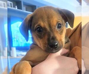 Labrador Retriever-Unknown Mix Dogs for adoption in San Antonio, TX, USA