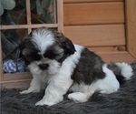 Small Photo #4 Shih Tzu Puppy For Sale in HONEY BROOK, PA, USA