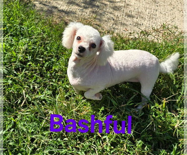 Medium Photo #3 Bichon Frise Puppy For Sale in Seaford, DE, USA