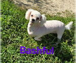 Small #2 Bichon Frise