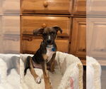 Small #3 Beagle Mix