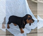 Small Photo #2 Basset Hound Puppy For Sale in DUNNVILLE, KY, USA