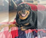 Small #12 Rottweiler