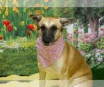 Small #1 German Shepherd Dog Mix