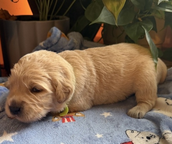Medium Photo #1 Golden Retriever Puppy For Sale in VESUVIUS, VA, USA