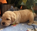Puppy Puppy 2 N Gr Golden Retriever
