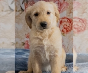 Golden Retriever Puppy for Sale in LOS ANGELES, California USA