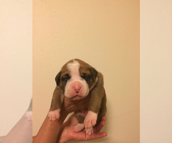 Medium Photo #2 Boxer Puppy For Sale in MARTHASVILLE, MO, USA