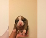 Small Photo #2 Boxer Puppy For Sale in MARTHASVILLE, MO, USA