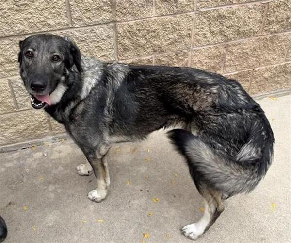 Medium Photo #1 German Shepherd Dog-Unknown Mix Puppy For Sale in Aurora, IL, USA
