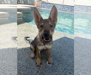 Coyote - Male Australian Kelpie-German Shepherd Dog Mix Dog for Adoption - Photo #6