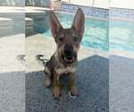 Small Photo #6 Australian Kelpie-German Shepherd Dog Mix Puppy For Sale in Cave Creek, AZ, USA