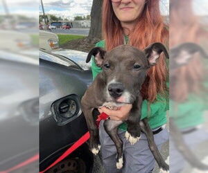 Mutt Dogs for adoption in Stockton, CA, USA