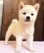 Small Photo #13 Shiba Inu Puppy For Sale in SAN FRANCISCO, CA, USA