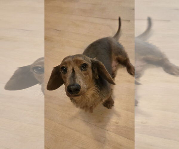 Medium Photo #2 Dachshund-Unknown Mix Puppy For Sale in Wheaton, IL, USA