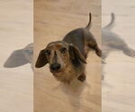 Small #1 Dachshund Mix