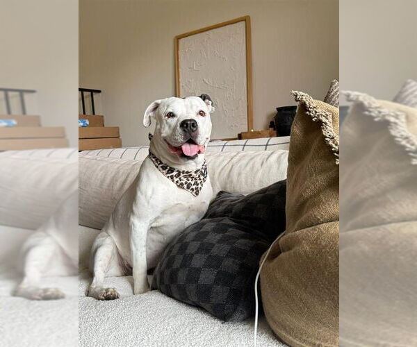 Medium Photo #35 American Staffordshire Terrier Puppy For Sale in Lake Forest, CA, USA