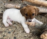 Small Photo #1 Jack Russell Terrier Puppy For Sale in FERN CREEK, KY, USA