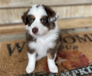 Miniature Australian Shepherd Puppy for sale in UNION GROVE, NC, USA