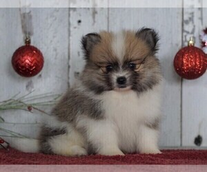 Pomeranian Puppy for sale in FREDERICKSBG, OH, USA