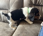 Small #3 Beagle