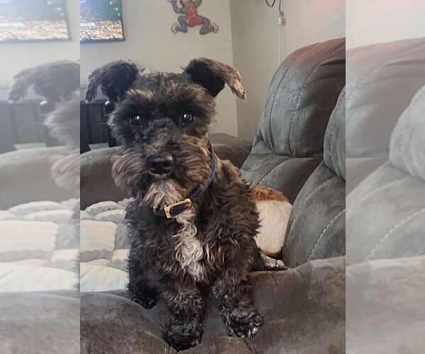 Medium Photo #1 Schnauzer (Miniature) Puppy For Sale in HASLET, TX, USA