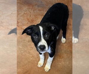 Border Collie-Unknown Mix Dogs for adoption in Bolivar, MO, USA