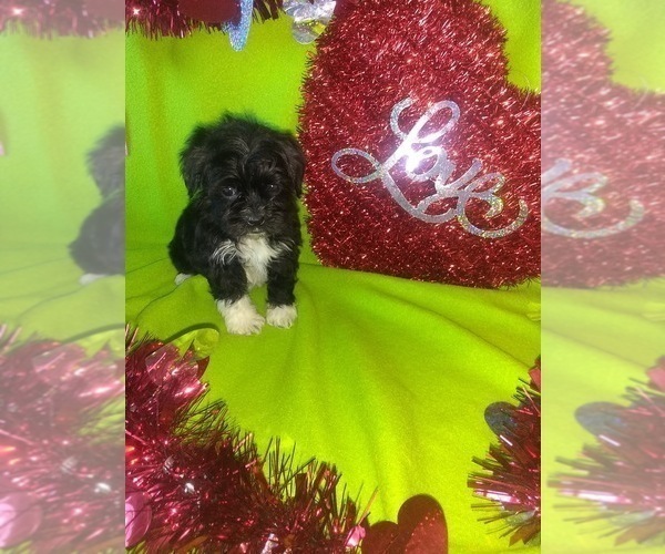 Medium Photo #11 Morkie Puppy For Sale in LAPEER, MI, USA