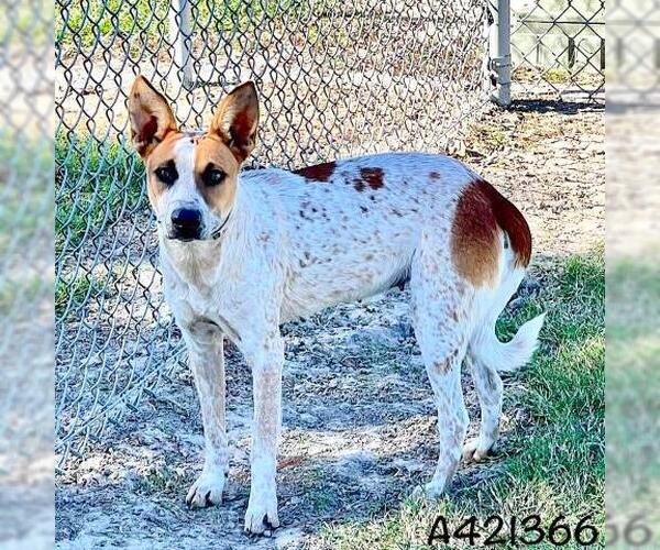 Medium Photo #1 Mutt Puppy For Sale in Conroe, TX, USA