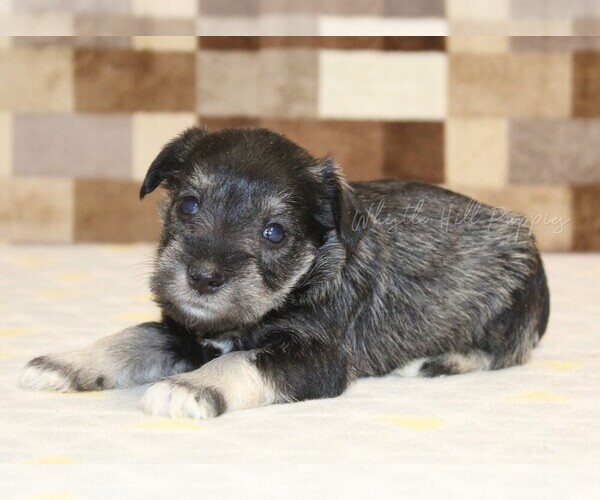 Medium Photo #1 Schnauzer (Miniature) Puppy For Sale in DENVER, PA, USA