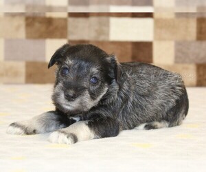Schnauzer (Miniature) Puppy for sale in DENVER, PA, USA