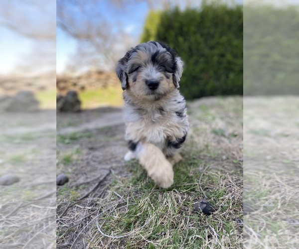 Medium Photo #7 Aussiedoodle Puppy For Sale in CONWAY, MO, USA